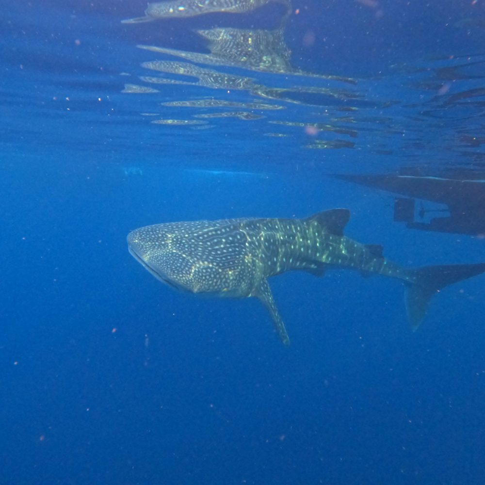 DCIM100GOPROGOPR8765.JPG