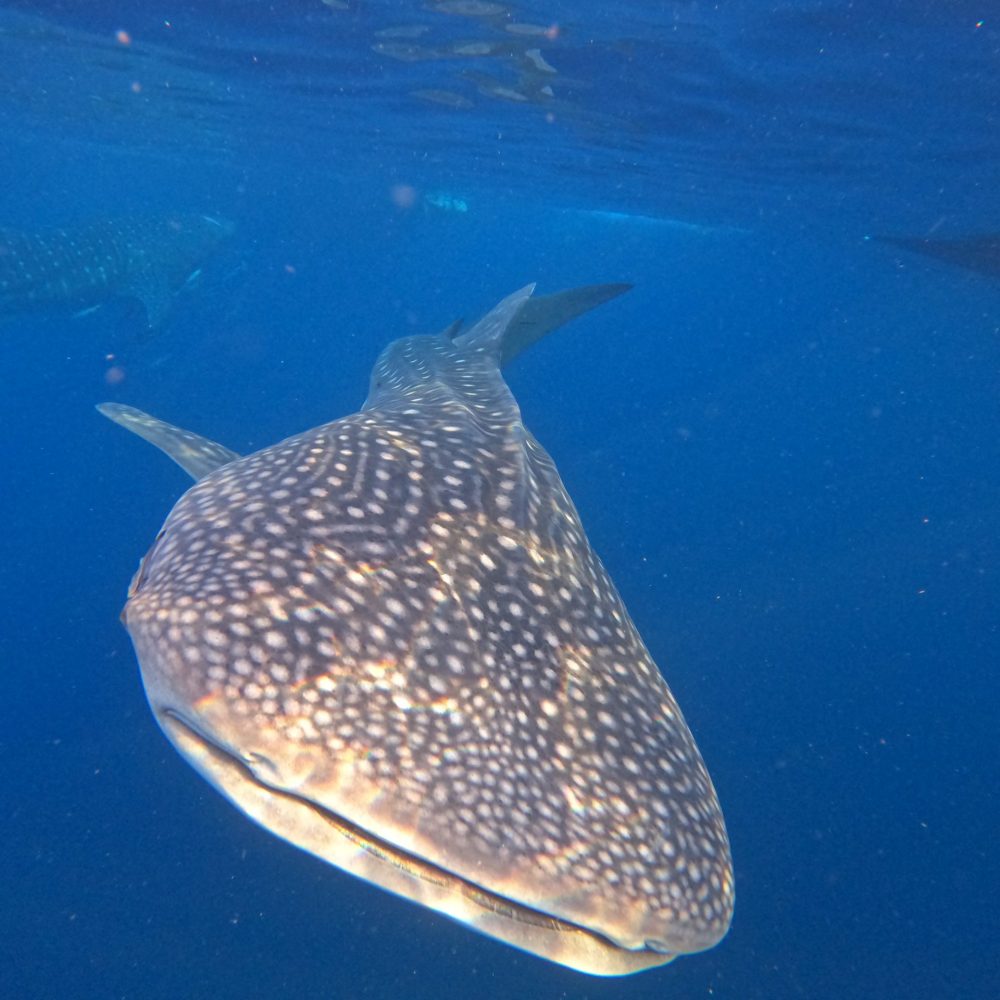 DCIM100GOPROGOPR8769.JPG